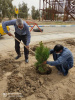 به مناسبت روز درختکاری؛ کاشت درخت توسط دکترمجتبی رفیق دوست رییس بیمارستان سیدالشهدا زهک